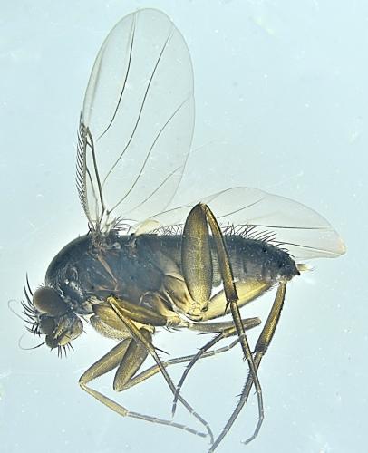 Réf. 355 201 : Dohrniphora cornuta